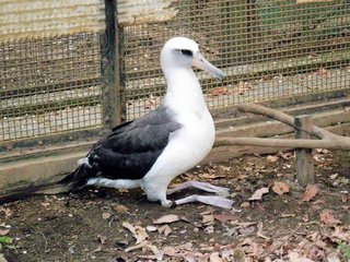 ｢道路にアヒルがいる｣という通報で保護した鳥､絶滅危惧種のコアホウドリだった【神奈川県】