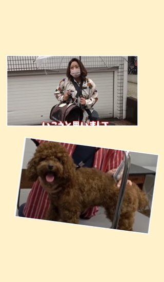 「美奈子は動物を飼う資格なし！」批判殺到