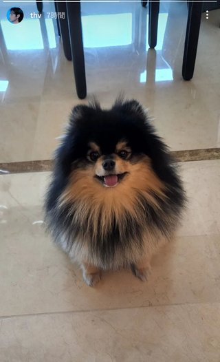 《BTSの推しの写真を貼り美しさにため息つく専用トピ》