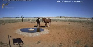 砂漠に設置された人工水飲み場を見守るライブカメラ配信が癒されると話題