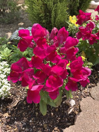 &#x{11:F9E6};&#x{11:F9E6};ガーデニング好きな方【情報交換】&#x{11:F9E6};&#x{11:F9E6};