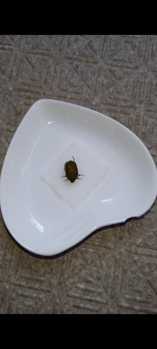 ベランダにいたカナブン？らしきもの。