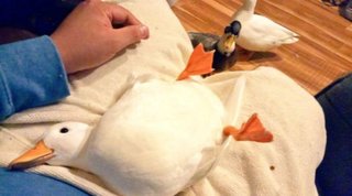 ｢道路にアヒルがいる｣という通報で保護した鳥､絶滅危惧種のコアホウドリだった【神奈川県】