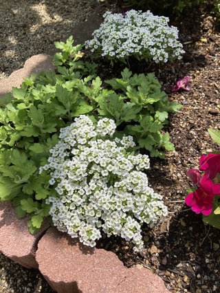 &#x{11:F9E6};&#x{11:F9E6};ガーデニング好きな方【情報交換】&#x{11:F9E6};&#x{11:F9E6};