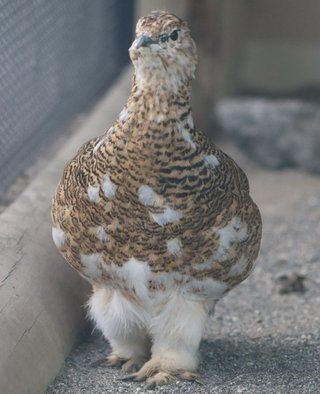 鳥好きさん、いませんか？