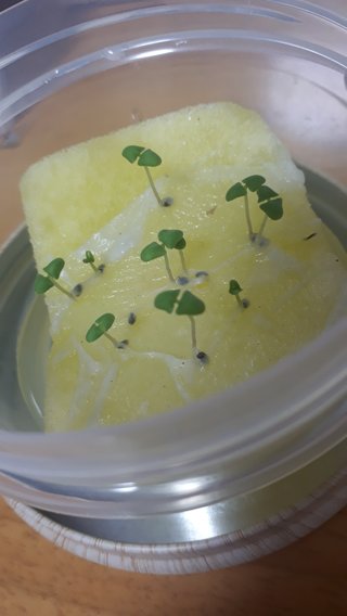 &#x{11:F9E6};&#x{11:F9E6};ガーデニング好きな方【情報交換】&#x{11:F9E6};&#x{11:F9E6};