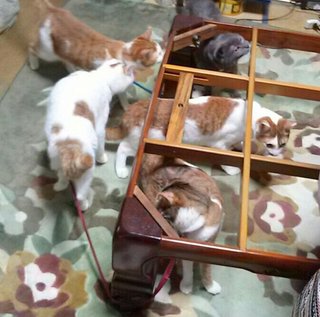 【全国各地で発生中】ネッコによるネッコのための撤去反対運動が可愛い