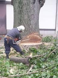 5G大虐殺のために 小池都知事　明治神宮の木を切り、１０００本も伐採 ？