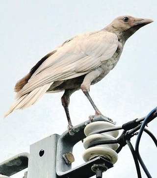 【群馬】白いカラス現れ話題に　２万〜３万羽に１羽 色素減で「白変」か　高崎