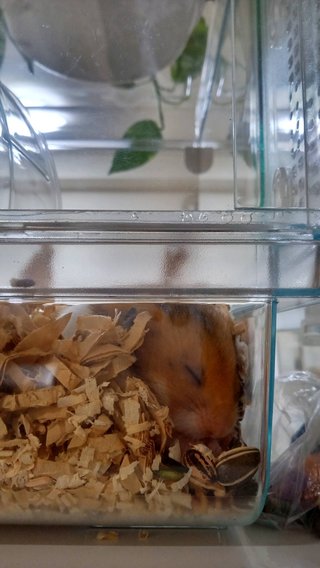 &#x{11:F8E2};なんでもいｰから&#x{11:F8E2};