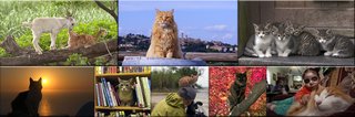 猫について何でもどうぞ【ねこ総合】