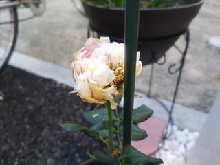 &#x{11:F9E6};&#x{11:F9E6};ガーデニング好きな方【情報交換】&#x{11:F9E6};&#x{11:F9E6};