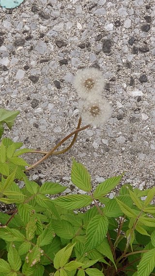 &#x{11:F8E2};なんでもいｰから&#x{11:F8E2};