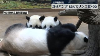 双子パンダ、リンゴを食べる“固形物”は初確認