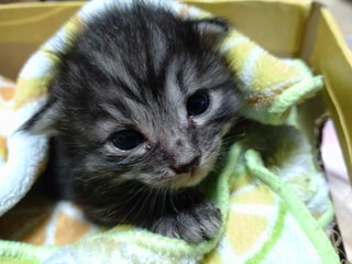 猫について何でもどうぞ【ねこ総合】