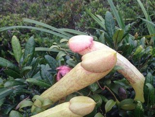 カンボジアのみに生息する珍しい植物、ある理由からSNSユーザーに乱獲されてしまう…