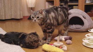 テレ朝系【警視庁捜査一課長 season６】木曜20時