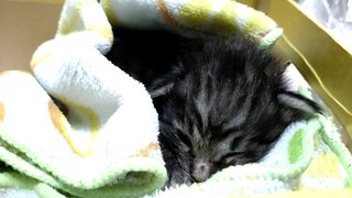 猫について何でもどうぞ【ねこ総合】