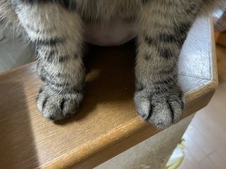 猫について何でもどうぞ【ねこ総合】