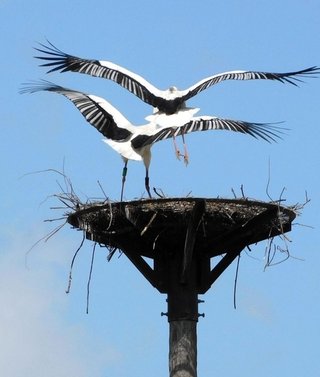 コウノトリ、初の「離婚」確認　ペアになれば「一生添い遂げる」はずが…