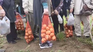 「タマネギ収穫ツアー」が人気　肉厚な千葉産が”10キロ1200円”…格安求めて観光バス殺到