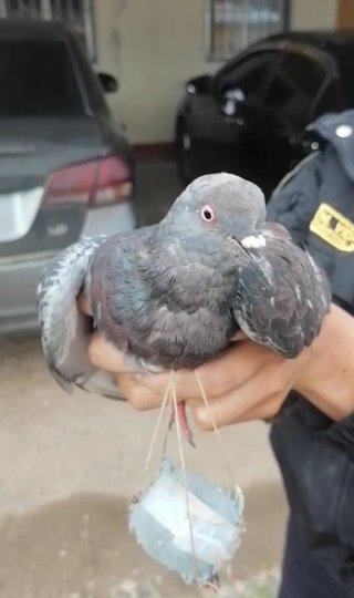 刑務所に運ぼうと？　ハトが「大麻」所持　ペルー 