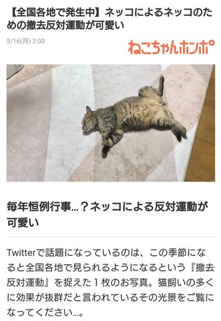 【全国各地で発生中】ネッコによるネッコのための撤去反対運動が可愛い