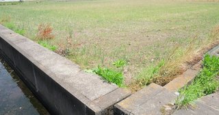 配水管破裂で農業用水不通　田植えできず農家憤り　「前代未聞」背後は毒ワクチン一味のやつら