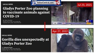 コロナワクチン打って米国の動物園で、健康な母親ゴリラが多臓器不全で急死