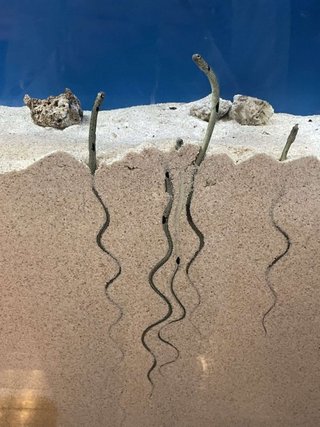 ちんあなごってこんな風に埋まってるんだって