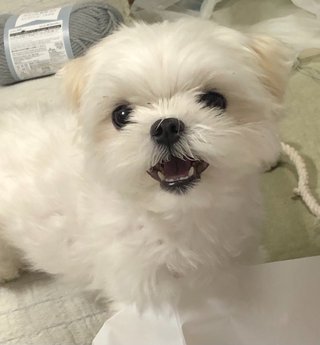 みんなは誰と一緒の時が癒される？