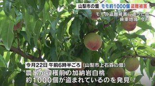 【また】山梨県で新たなモモ盗難の被害　今度は1000個
