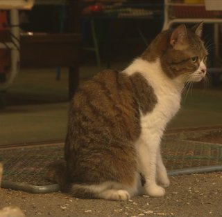 2022年ＮＨＫ前期連続テレビ小説【ちむどんどん】