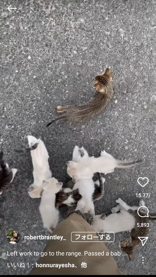 「1匹だけなら」と子ネコを保護した男性、草むらから次々と12匹現れて仰天（米） 