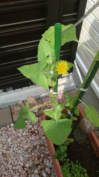 朝顔と思って育ててたら、蕾からタンポポみたいなの生えてきた。