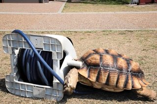 駅長ライフ満喫？ カメの「そらちゃん」　食事、散歩、水浴び、締めはタックル 