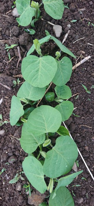 今夜の晩ごはん