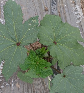 今夜の晩ごはん