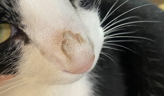 猫について何でもどうぞ【ねこ総合】