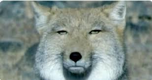 アラサーを追い回し「おばあちゃん」連呼する犯人は69歳愛美お婆さん