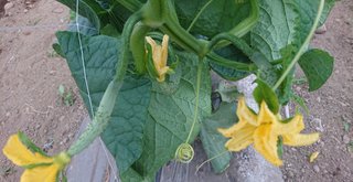 今夜の晩ごはん