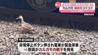 【千葉県】ラッシュ時の線路にカルガモ親子が迷い込み上下線がストップ【京成線】