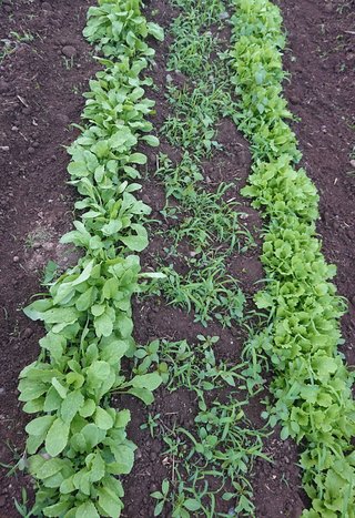 今夜の晩ごはん