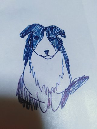 こういう犬種の名前わかりますか？