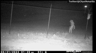 動物園のカメラに謎の生き物、当局が正体推測を呼び掛け　米