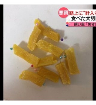 路上に“針入り”さつまいも　食べた犬は切開手術し入院　飼い主「怖すぎて体が震えた」
