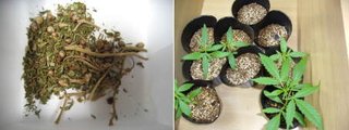 埼玉の集合住宅で465kg(27億円相当)の大麻を発見し押収…過去3年の国内押収量の半分に相当