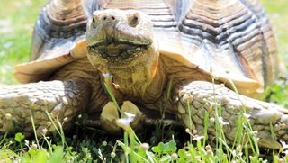 駅長ライフ満喫？ カメの「そらちゃん」　食事、散歩、水浴び、締めはタックル 