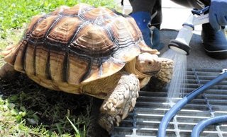 駅長ライフ満喫？ カメの「そらちゃん」　食事、散歩、水浴び、締めはタックル 