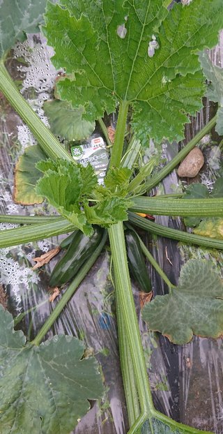 今夜の晩ごはん